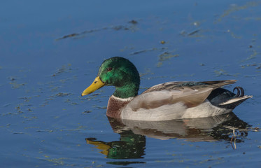 male mallard duck on blue water 