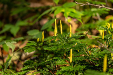 White pine seedlings in autumn forest