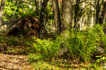 Natural scene from autumn forest