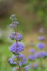 紫の花