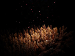 Sexual reproduction of corals, also called Coral Spawning. The coral Acropora tenuis (Dana, 1846) releasing multiple egg-sperm bundles into the water for external fertilization at the water surface. - obrazy, fototapety, plakaty