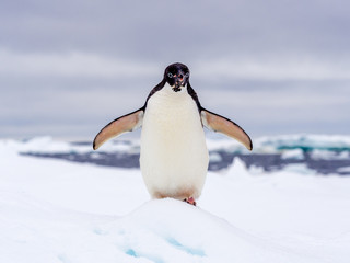 Portrait of an Adelie penguin standing on an ice floe in Antarctica with flippers open