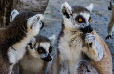 3 Lemurs distracted