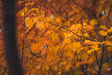 Ornage colored Maple leafs in the Fall
