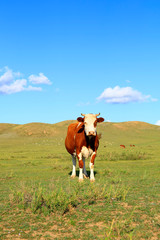 Fototapeta na wymiar A cow on the grassland