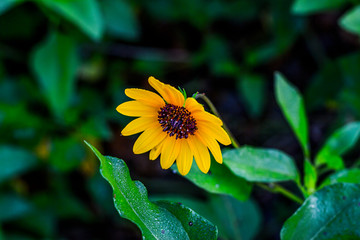nice yellow flower