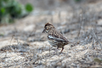 Survival instincts keeps the little birds busy.