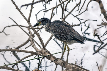 Lagoon wildlife lurks in all corners of the pond.