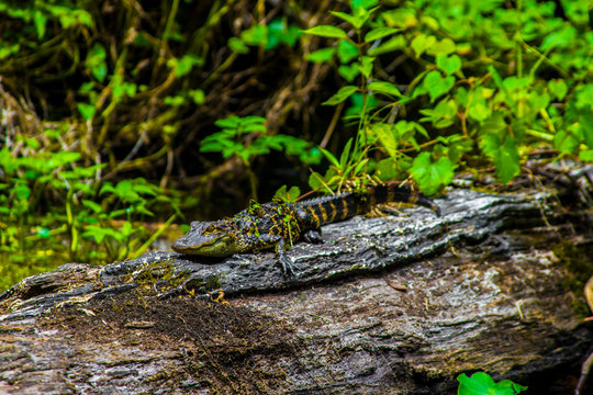 baby gator on a log