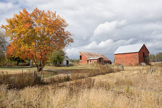 Original fall photograph of a rustic red barn surrounded by golden grasses and a tree with fall colored leaves