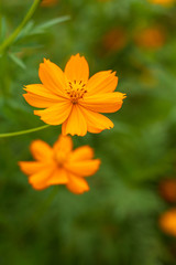 Yellow cosmos and blurred green flowers.