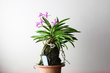 purple pink orchid, light background