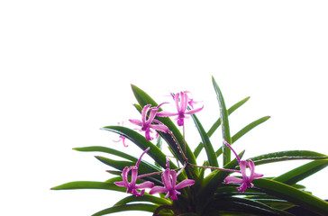 purple pink orchid, light background