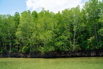 Mangrove tree in tropical rain forest sunny day blue sky
