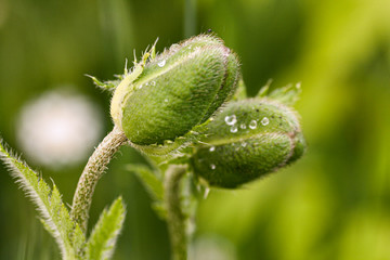 Fototapeta premium poppy seed green unopened buds