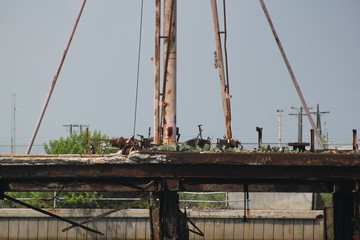 Naklejka premium Cactus on Rigging