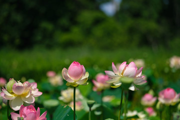 Naklejka premium A sacred lotus ready to bloom in a field