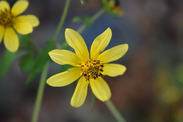 Yellow wildflower