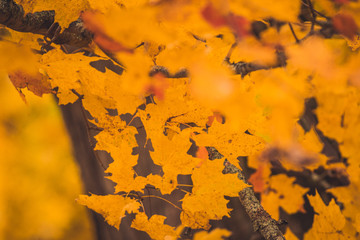 Ornage colored Maple leafs in the Fall