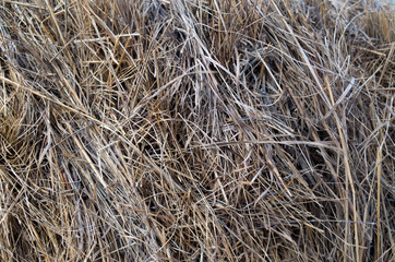 background of dry grass 