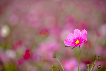 コスモス