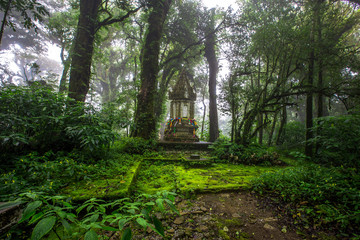 Obraz premium Close-up nature background, surrounded by big green trees, blurred mist of cold weather, wooden bridge to see the scenery while traveling, the beauty of the high mountain ecosystem
