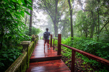 Fototapeta premium Close-up nature background, surrounded by big green trees, blurred mist of cold weather, wooden bridge to see the scenery while traveling, the beauty of the high mountain ecosystem