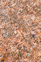 Background Orange Fall autumn leaves on the ground