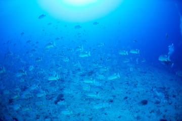 パラオ_ペリリュー_スキューバダイビング