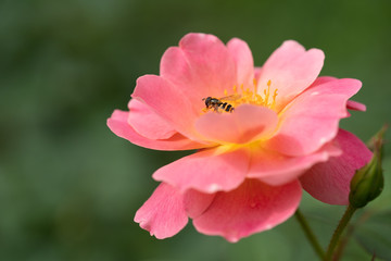 薔薇の花の蜜を吸うハナアブ