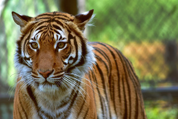 portrait of a tiger