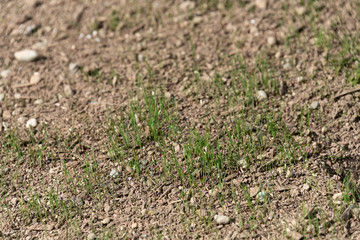 Freshly planted grass seeds growing in dry dirt with pebbles in it