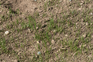 Freshly planted grass seeds growing in dry dirt with pebbles in it