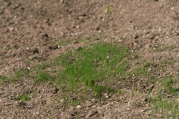 Freshly planted grass seeds growing in dry dirt with pebbles in it