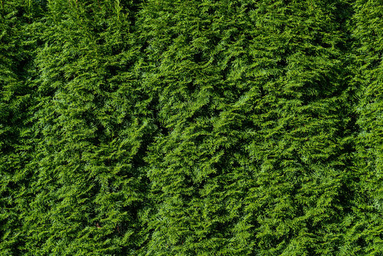 Nature Background Of Arborvitae Hedge, Textures In Green