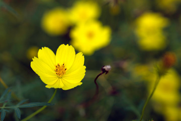 コスモスの花