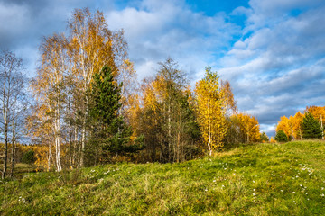 Fototapeta premium Autumn October sunny day with yellow leaves on trees and white wildflowers.