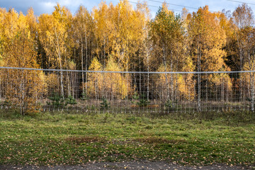 Volleyball net against the backdrop of a birch forest with yellow leaves.