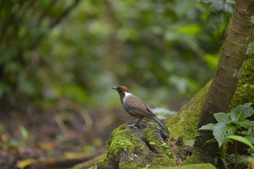 White-necked Laughingthrush, Beautiful bird in Thailand.