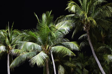 coconut palm tree in thailand