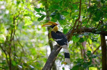 Great hornbill on tree branch in the forest