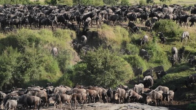 A large herd of blue wildebeests run down the steep banks of the Talek River in the Maasai Mara Reserve during the Great Migration in southern Kenya.
