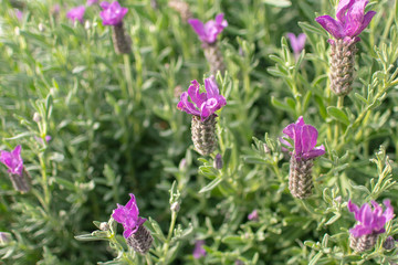 Capture the beauty of ecology with a telephoto lens