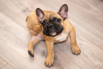 french bulldog and puppy