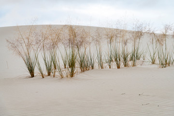 White Sands Monument Grass