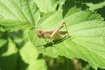 Yellow grasshopper on green leaf in the garden, closeup 
