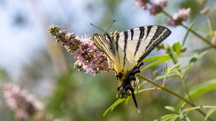 Butterfly isolated on pink flower. Scarce swallowtail (Iphiclides podalirius) Colorful butterfly wings pattern.