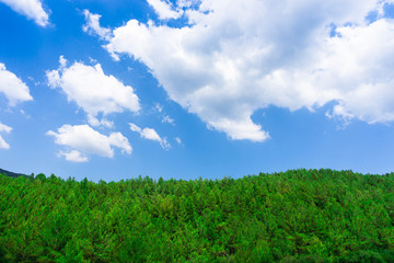 Natural park with forest and blue sky. Spring season