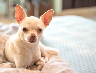 sweet cute beautiful chihuahua dog blur background