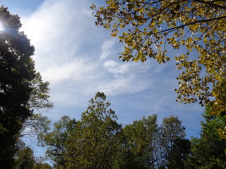 trees and blue sky